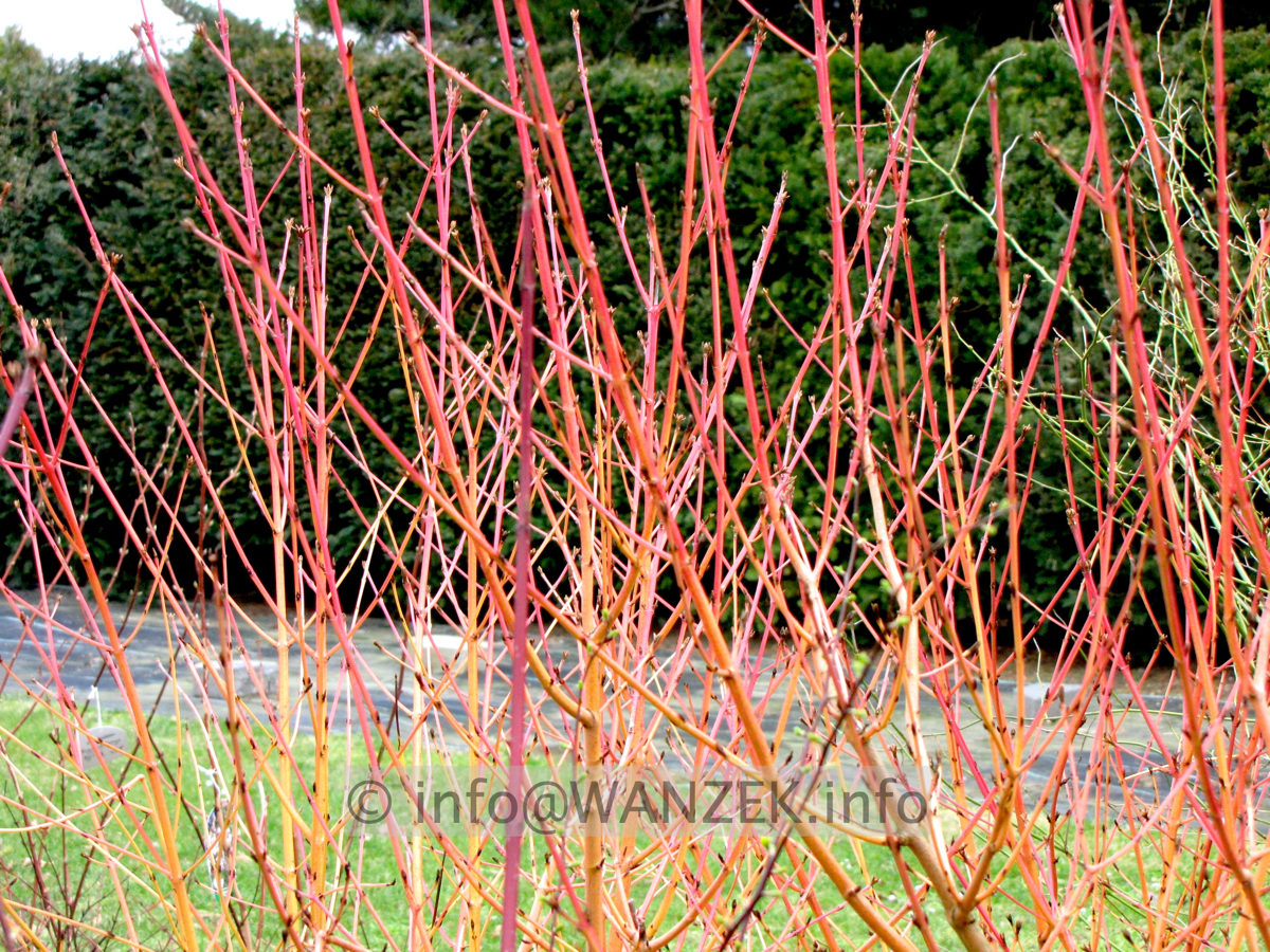 Cornus alba Winter Beauty - Holz.jpg